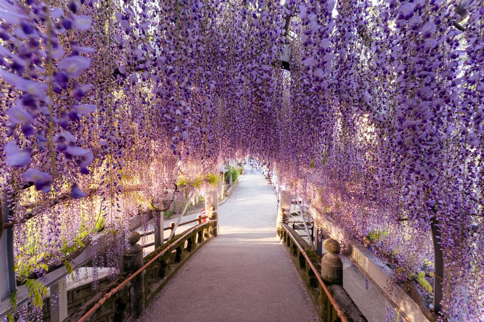 🌸 구로키 등나무(구로키노후지) 이미지 8